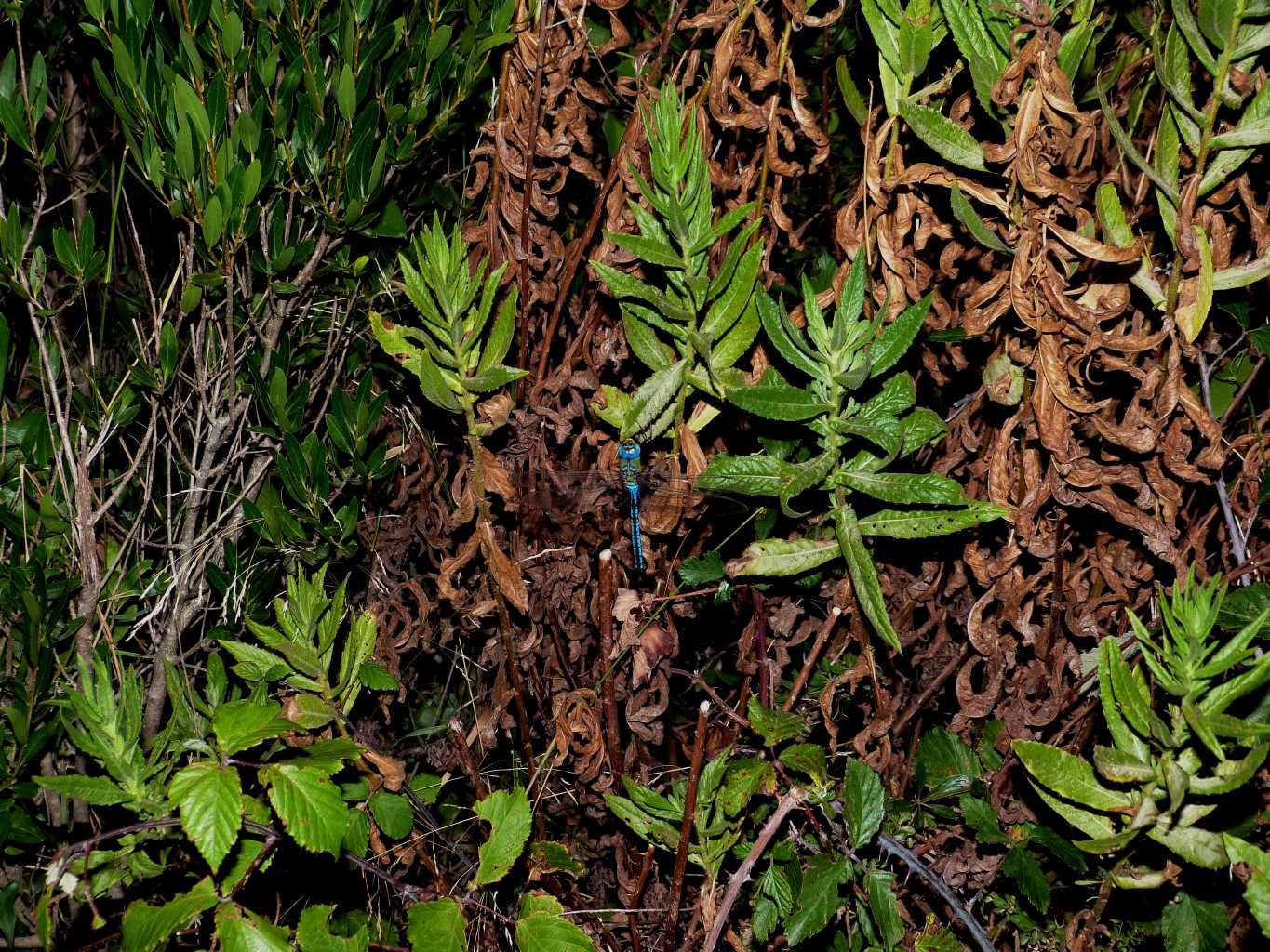 Anax imperator e Sympetrum sp. addormentati